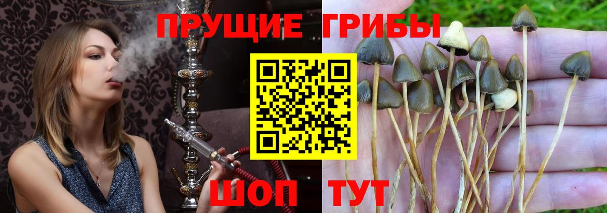 Галлюциногенные грибы мицелий  Псилоцибиновые грибы MAGIC MUSHROOMS  Аша  цена наркотик  Вход с VPN 